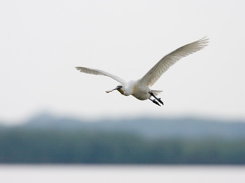 Platalea leucorodia Lepelaar Eurasian Spoonbill